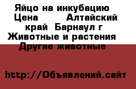 Яйцо на инкубацию › Цена ­ 20 - Алтайский край, Барнаул г. Животные и растения » Другие животные   